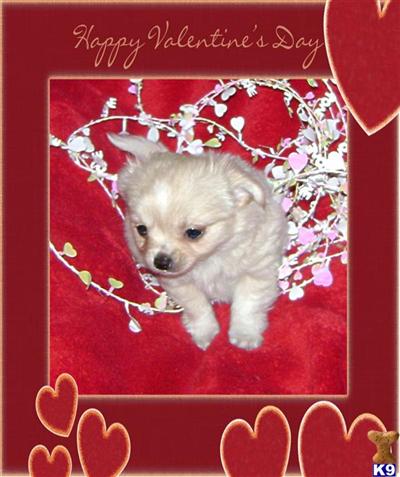Puppies for Sale