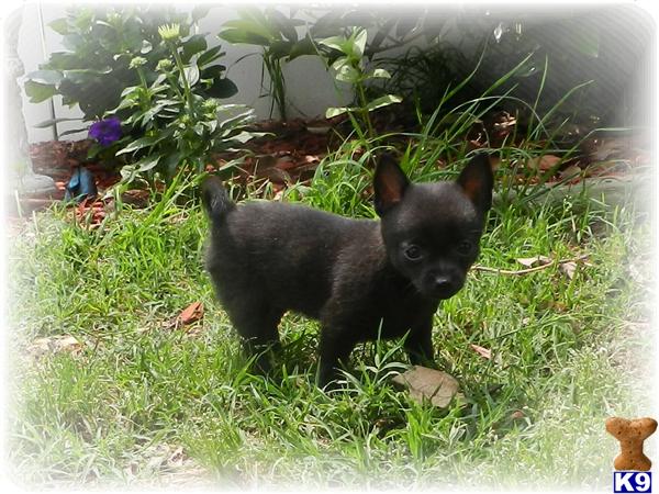 Puppies in Raleigh