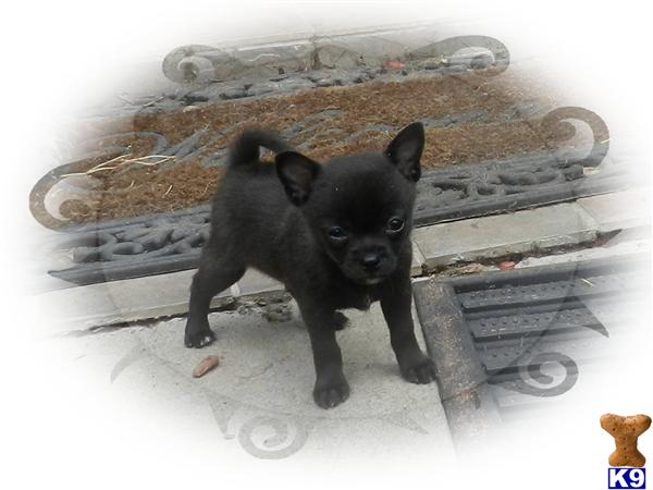 Puppies in Raleigh
