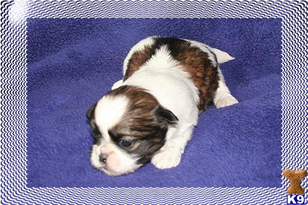 Puppies in Raleigh