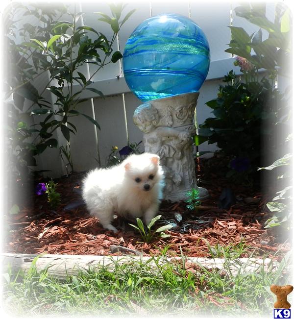 Puppies in Raleigh