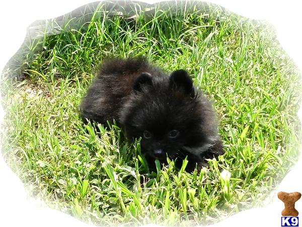 pomeranian puppies raleigh nc pomeranian puppies for sale pomeranian puppies for sale pomeranian puppies raleigh nc pomeranian puppies for sale pomeranian puppies for sale