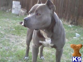 Stud Dogs in CA