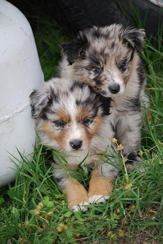 Anatolian Shepherd Dog Puppies for Sale