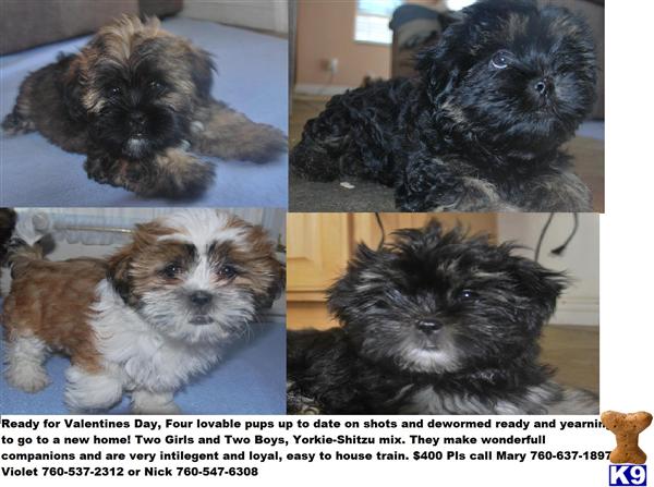 Puppies in Oceanside