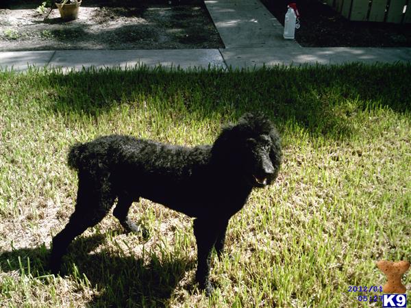 Stud Dogs - Poodle