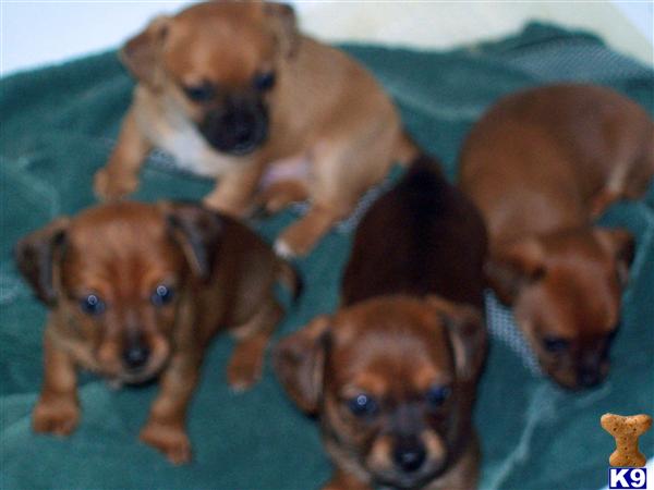 Puppies in Milwaukie