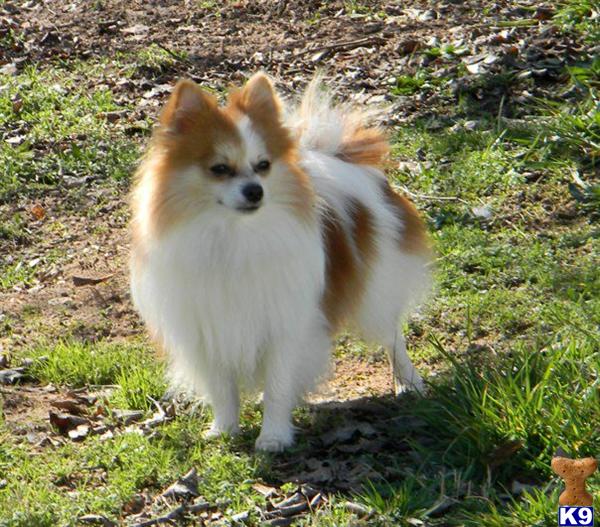 Stud Dogs in GA