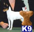 Toy Fox Terrier Puppies for Sale