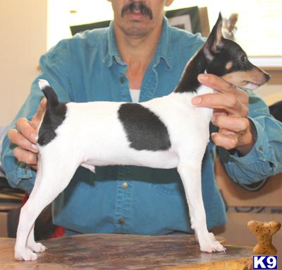Dogs - Toy Fox Terrier
