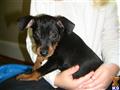 Miniature Pinscher