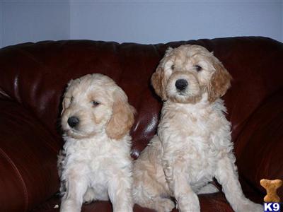 Puppies in Toledo