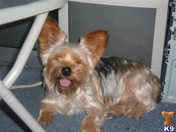 Stud Dogs - Yorkshire Terrier