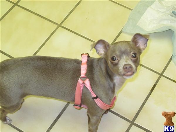 Dogs for Sale in AZ
