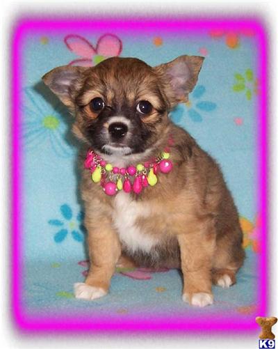 Chihuahua Puppies in TX