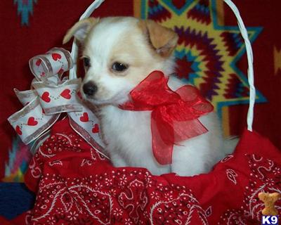 Chihuahua Puppies in TX