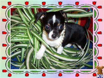 Chihuahua Puppies in TX