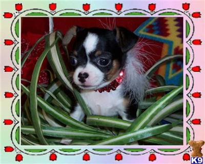 Chihuahua Puppies in TX