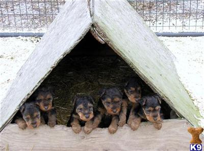 Puppies in MT