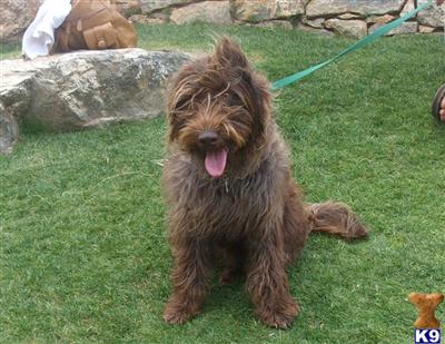 Stud Dogs - Labradoodle