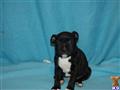 Staffordshire Bull Terrier