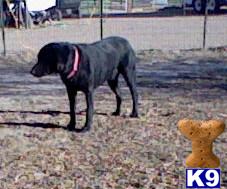 Stud Dogs - Labrador Retriever