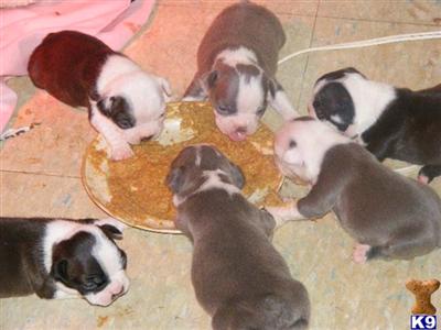 Boston Terrier Puppies in TX