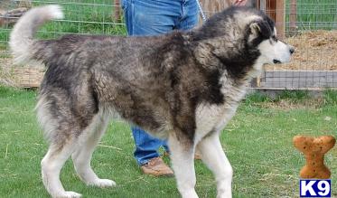 Stud Dogs - Alaskan Malamute