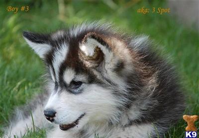 Alaskan Malamute Puppies for Sale