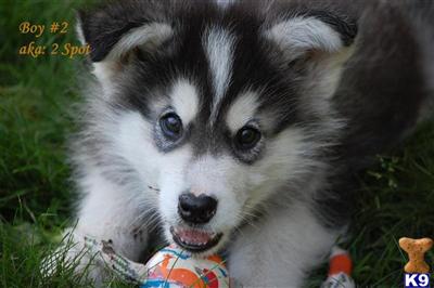 Alaskan Malamute Puppies for Sale