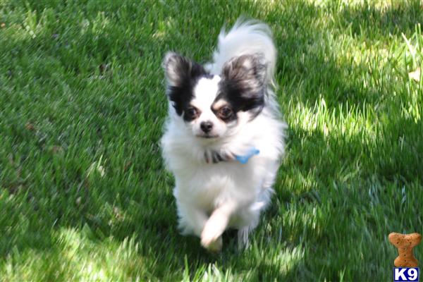 Stud Dogs - Chihuahua