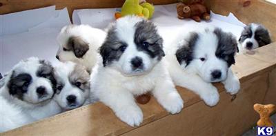 Great Pyrenees Puppies for Sale
