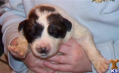 Puppies in ME