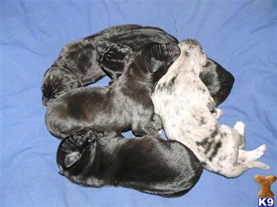 Puppies in IN