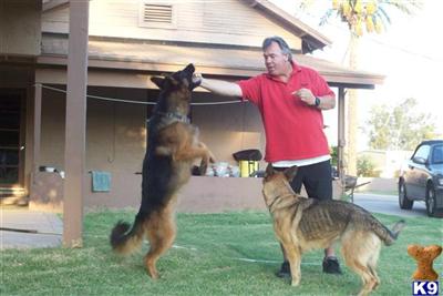 Stud Dogs - German Shepherd