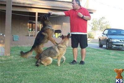 Puppies in Mesa