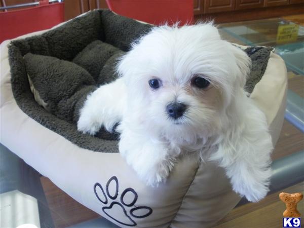 Maltese Puppies in CA