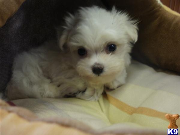 Maltese Puppies in CA
