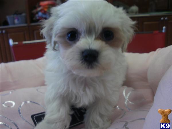 Maltese Puppies in CA