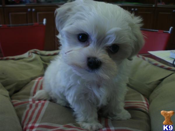 Maltese Puppies in CA