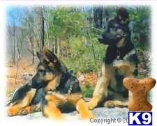 Puppies in ME