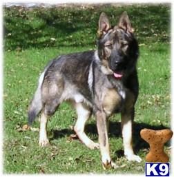Dogs for Sale in ME