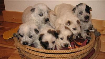 Puppies in GA