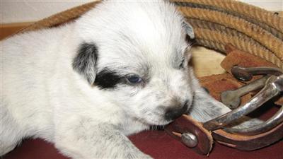 Puppies in GA