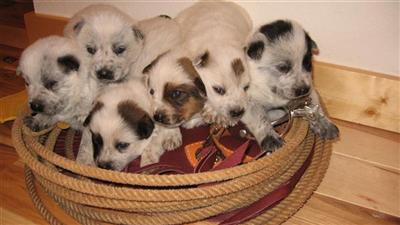 Puppies in GA