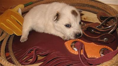 Puppies in GA