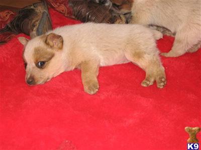 Australian Cattle Dog Puppies for Sale