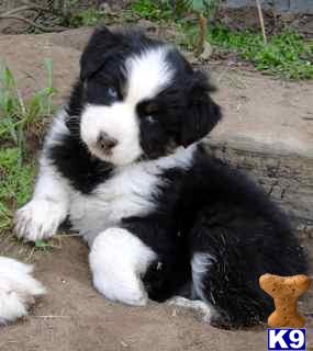 Puppies in Prunedale