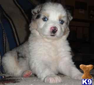 Australian Shepherd Puppies