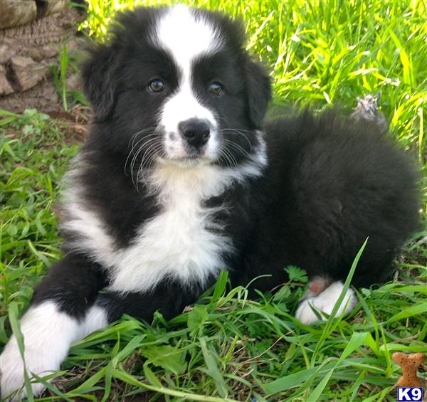 australian shepherd puppies california document moved australian shepherd puppies california document moved
